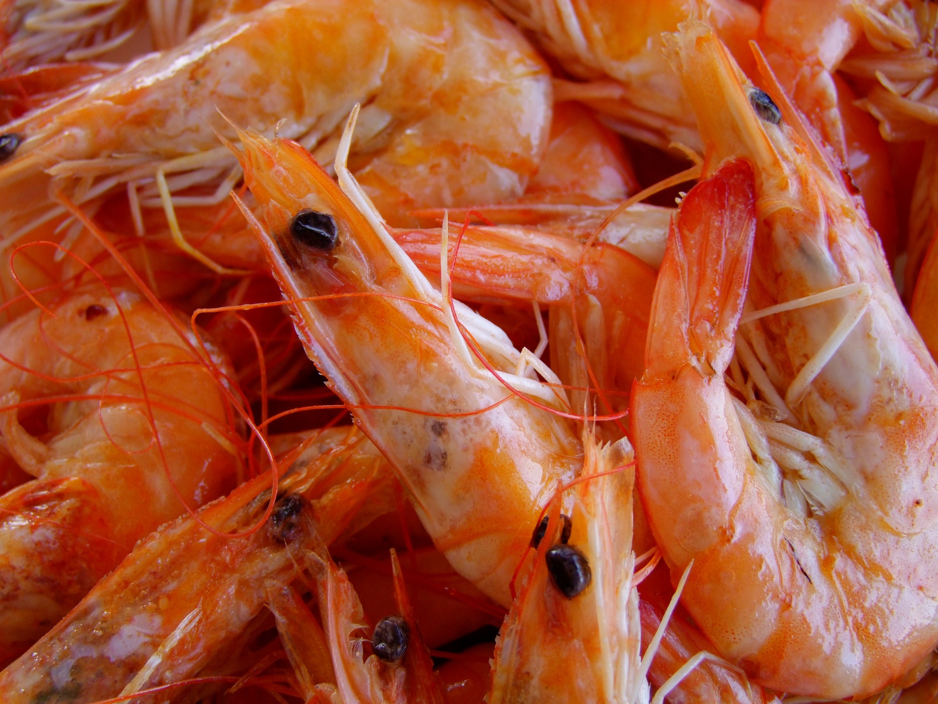 Scampi au curry