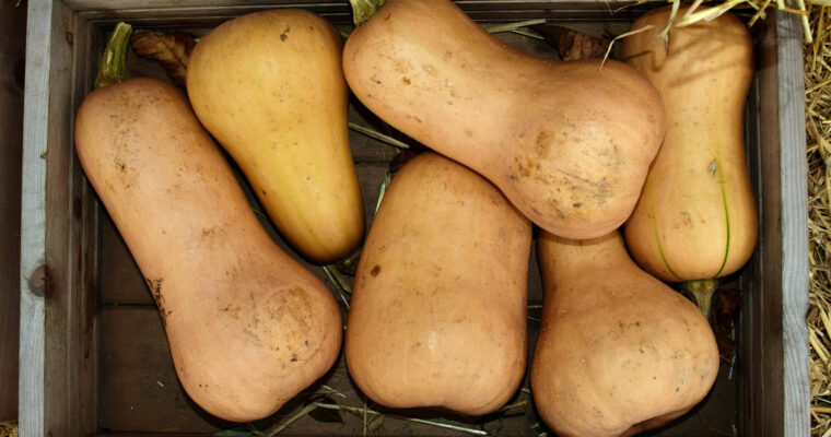 Potage au butternut