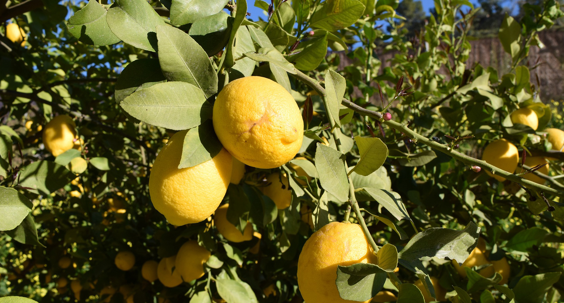 Sauce au citron pour pâtes