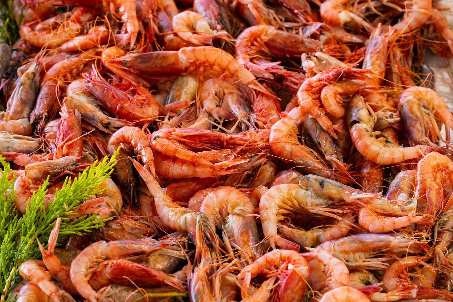 Salade de crevettes citronnées