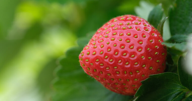 Merveilleux aux fraises et glace au lait d’amande